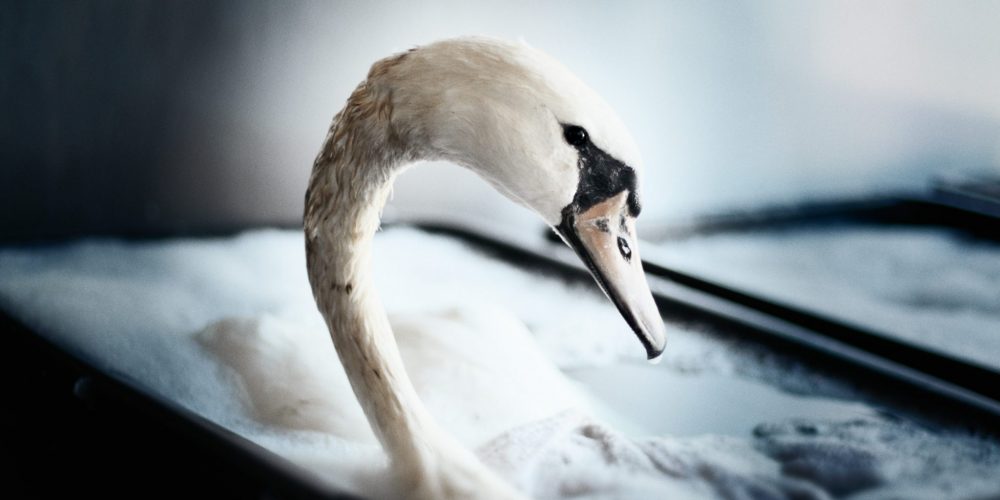 The Swans of Rotterdam 2