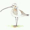 logo Vogelopvang De Wulp